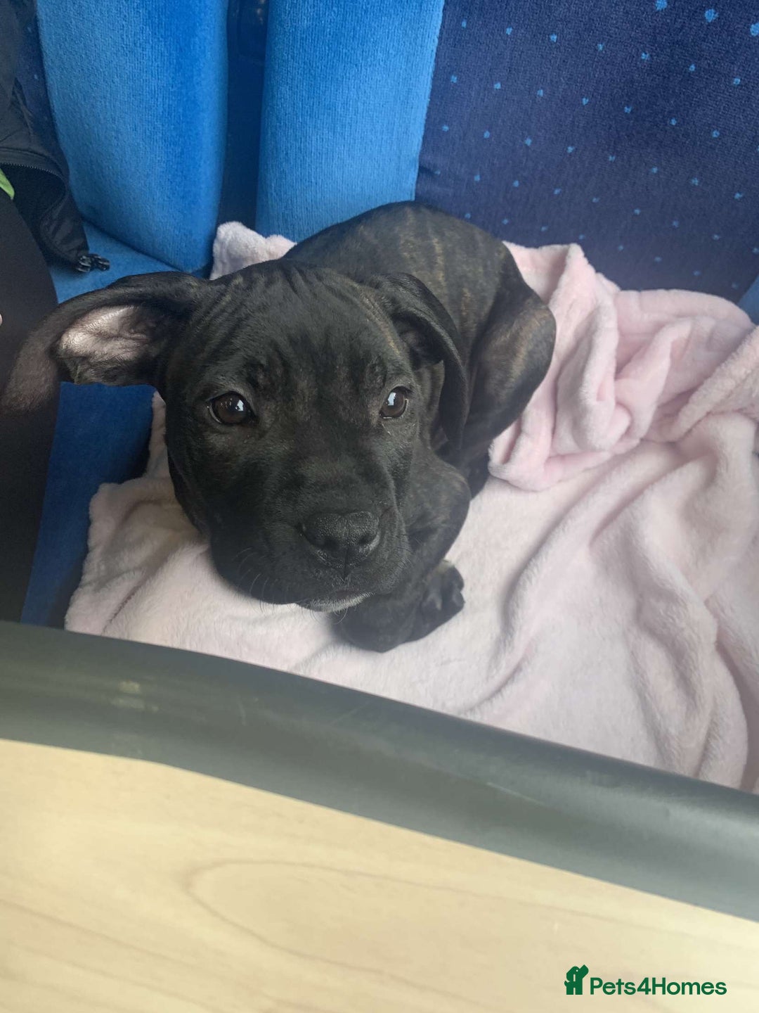 Mixed Breed dogs for sale: Cane corso cross Staffy  - Image 2