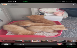 Mixed Breed cats for sale: Ginger kittens  - Image 7