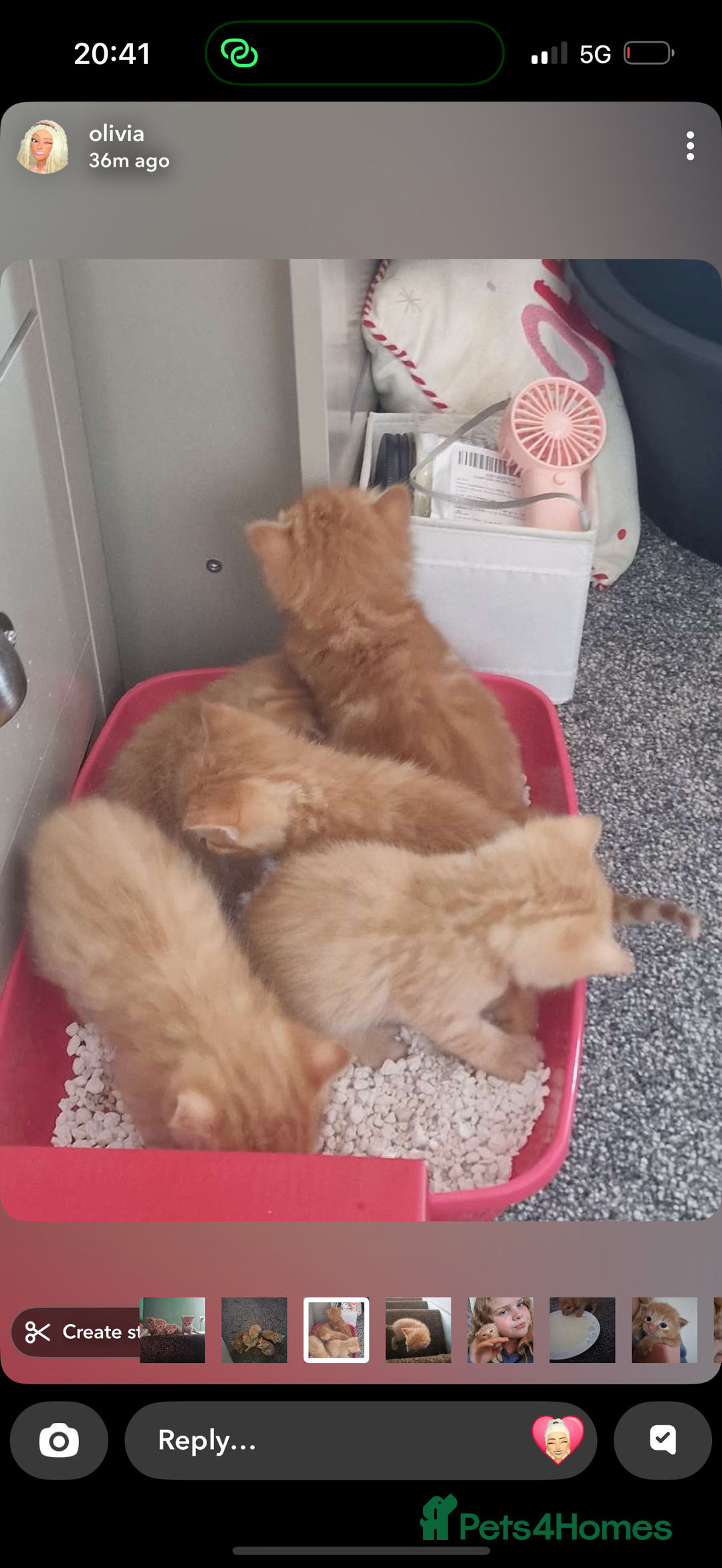Mixed Breed cats for sale: Ginger kittens  - Image 7