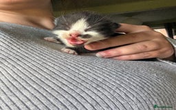 American Shorthair cats for sale: 5 black and white kittens for forever home - Image 23