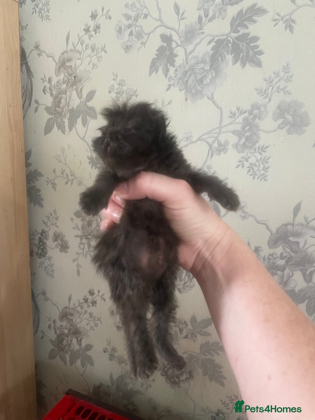 Persian cats for sale: Gorgeous Black Persian Kittens – GCCF Registered  - Image 4
