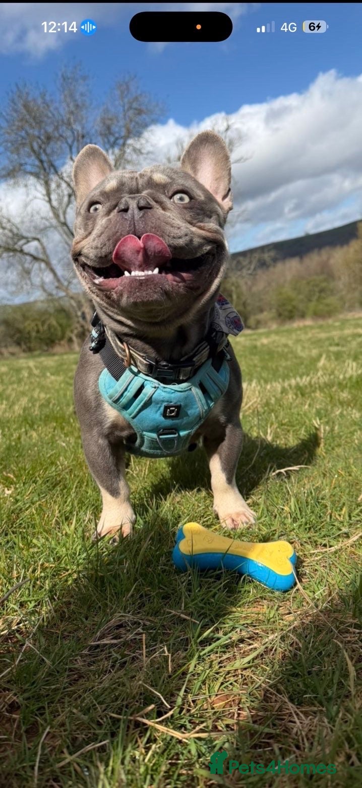French Bulldog dogs Blue and tan frenchie bulldog looking to stud  - Advert 1