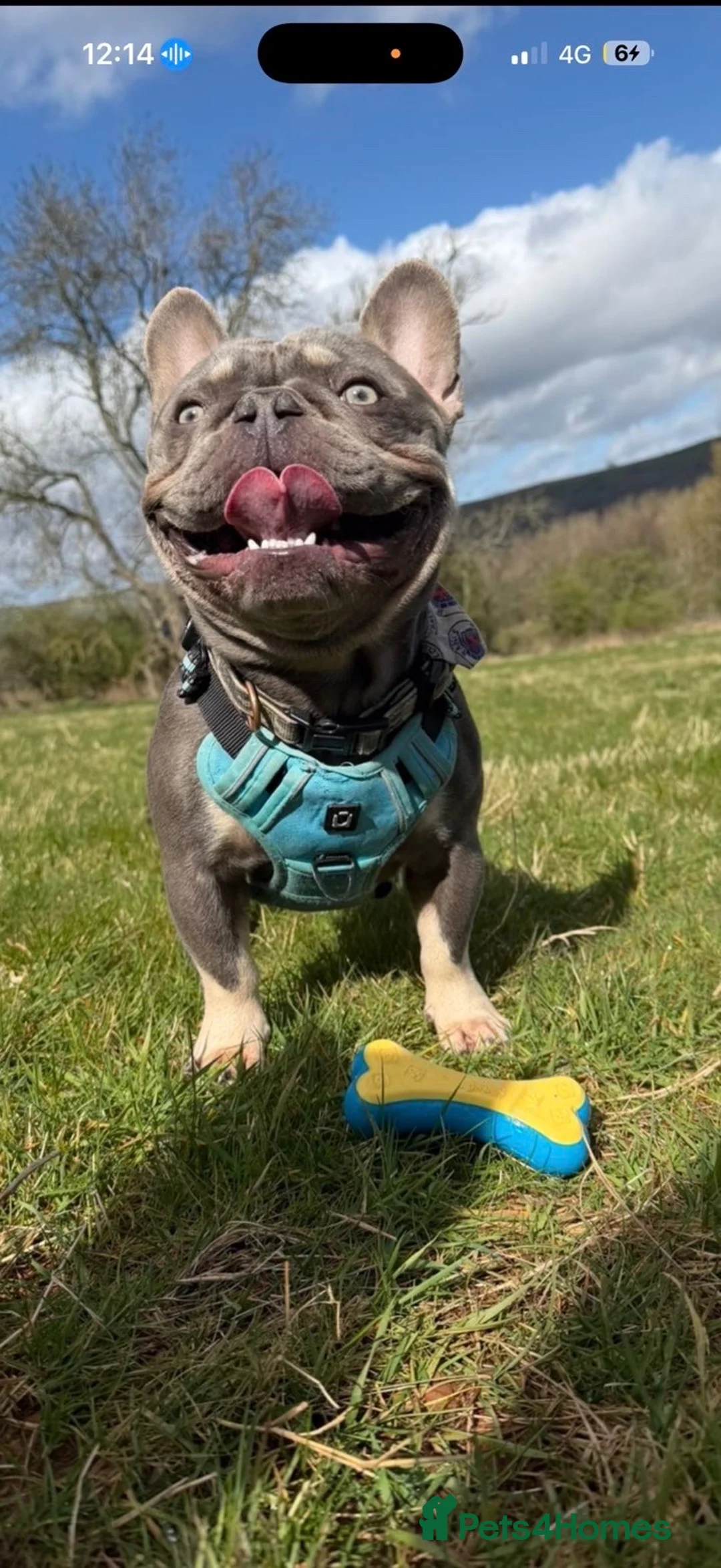 French Bulldog dogs for stud: Blue and tan frenchie bulldog looking to stud  - Advert 1