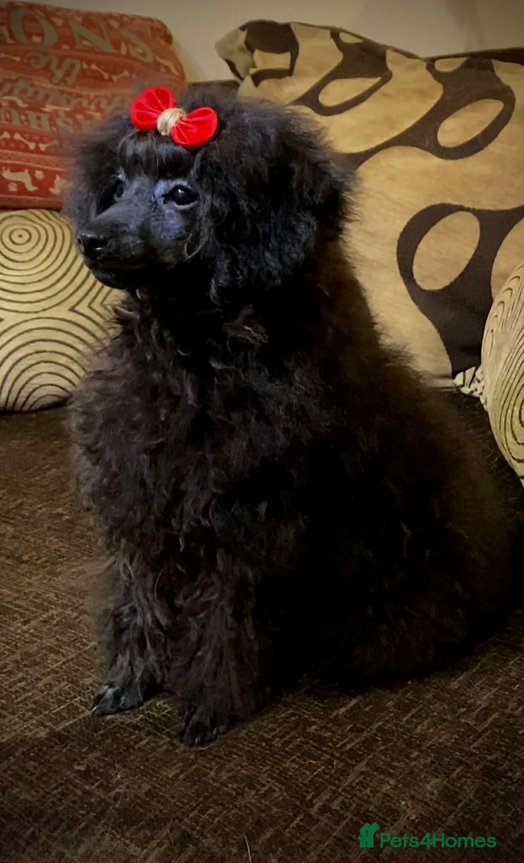 Toy Poodle dogs for sale: 2 Toy Poodle Puppies in Colne - Advert 1