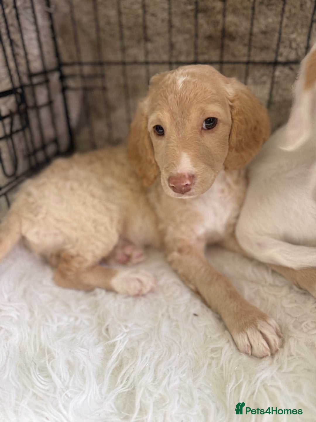 Cockapoo dogs for sale: F1b Cockapoo puppies - Advert 21