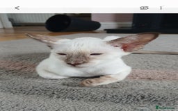 Siamese cats for sale: Pedigree Registered Siamese - 1 Girl remaining ♡ - Image 2