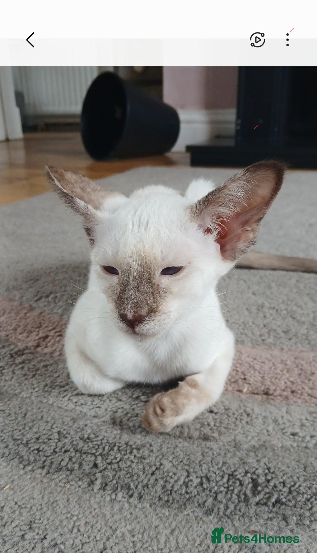 Siamese cats for sale: Pedigree Registered Siamese - 1 Girl remaining ♡ - Image 2