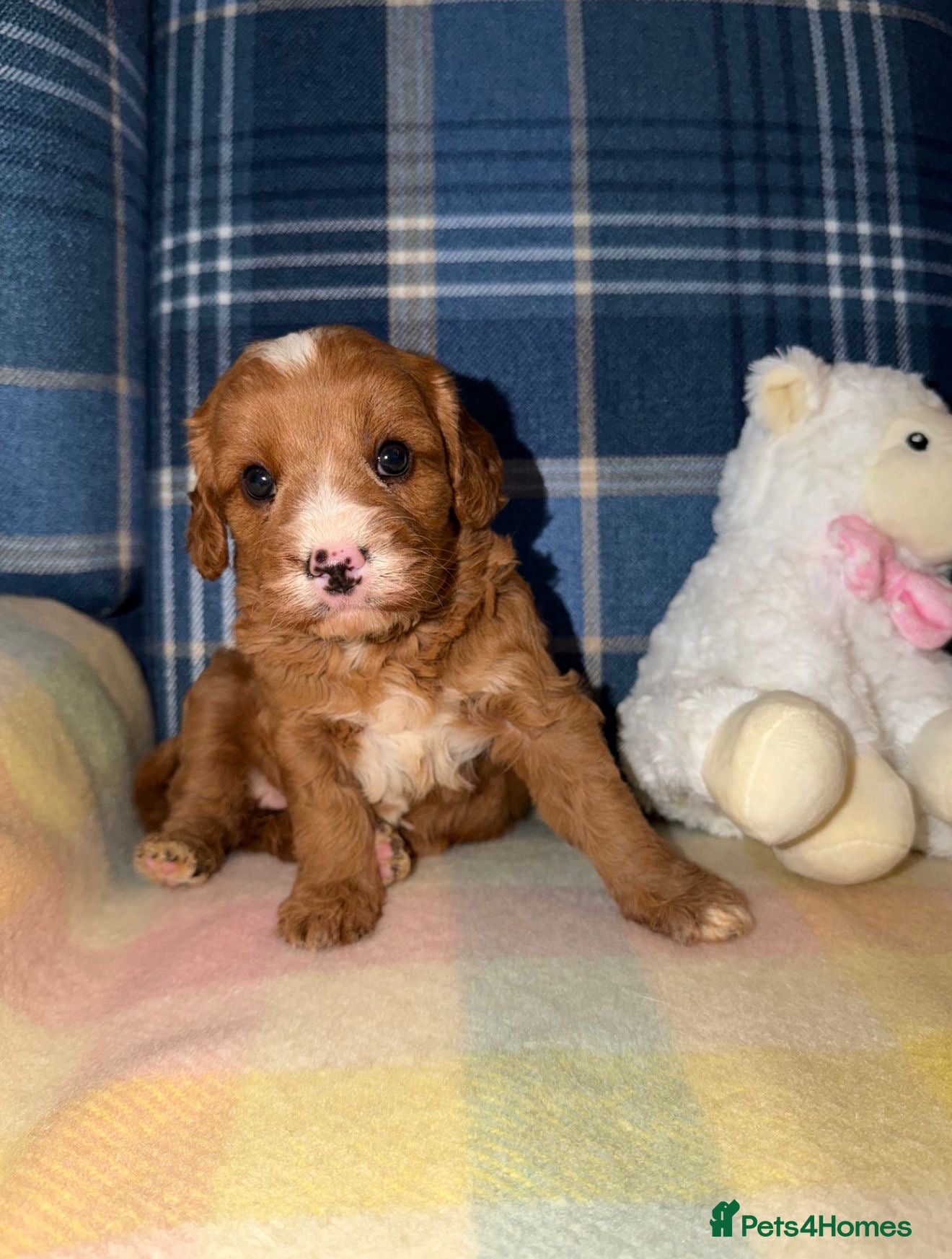 Cavapoo dogs for sale: Stunning Red Cavapoo Puppies - Advert 11