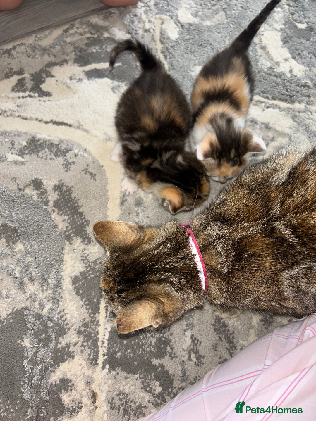 Sokoke cats for sale: Sokoke X tabby  - Image 6