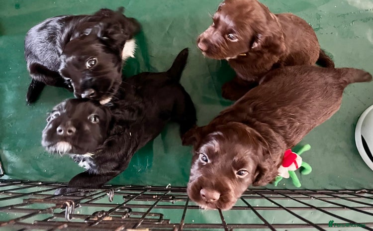 Cocker Spaniel dogs for sale - Advert 1