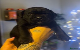 Cane Corso dogs for sale: Cane Corso Pups for Sale  - Image 3