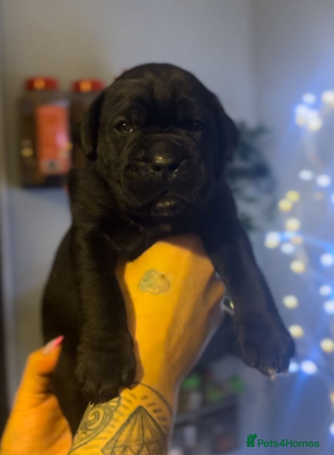 Cane Corso dogs for sale: Cane Corso Pups for Sale  - Image 3