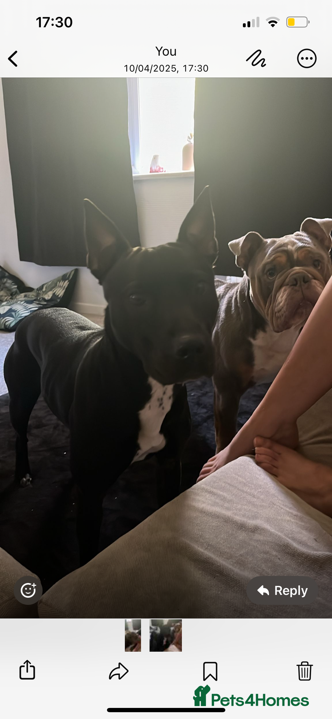 Mixed Breed dogs for sale: Lovely dogs looking for a new home  - Image 3