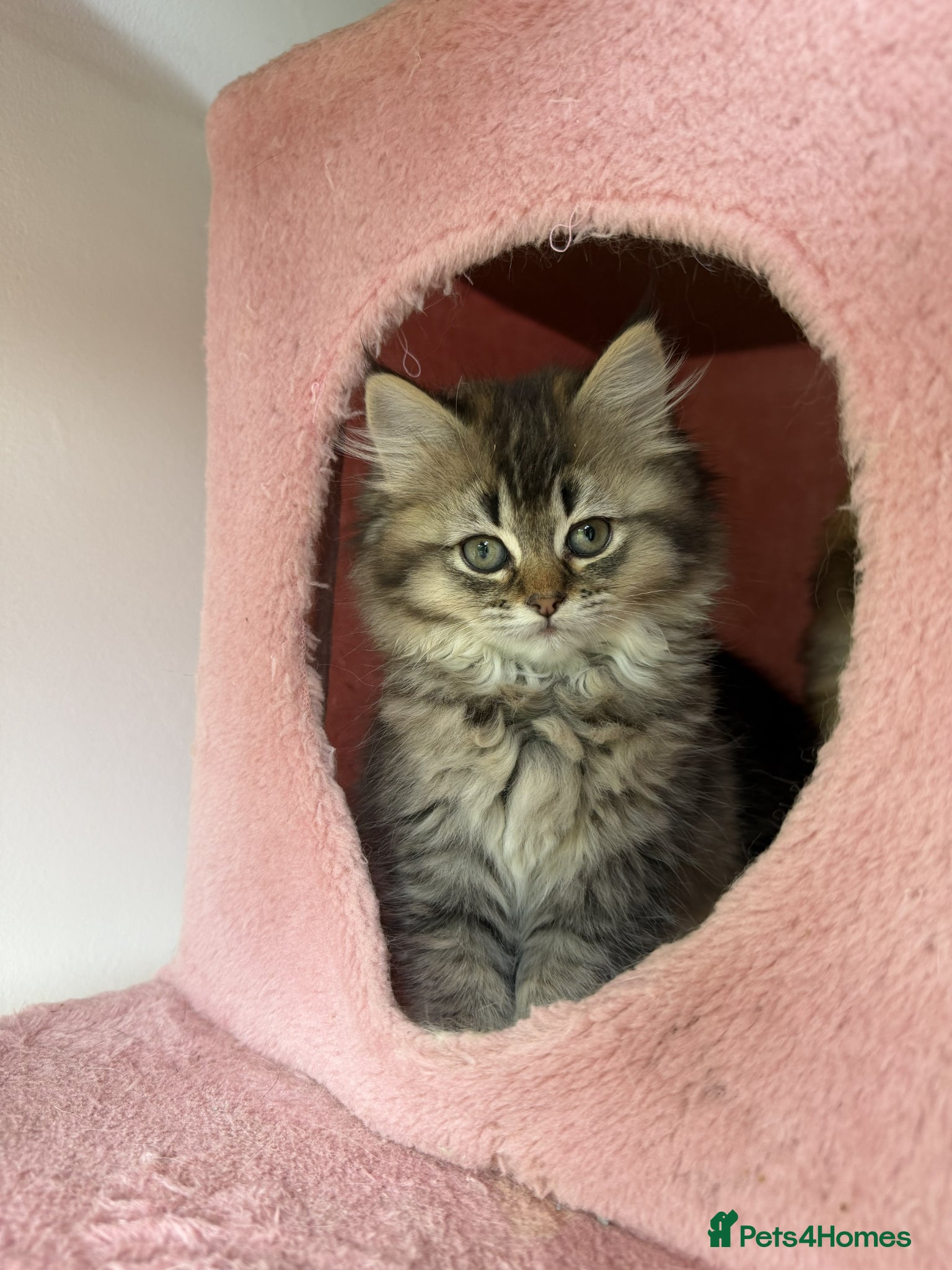 British Longhair cats for sale: adorable British longhair & shorthair Ready now - Advert 1