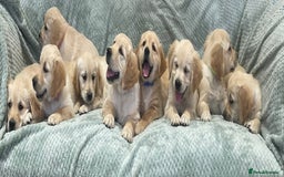 Golden Retriever dogs for sale: Quality Litter Of KC Reg Golden Retriever Puppies  - Image 1