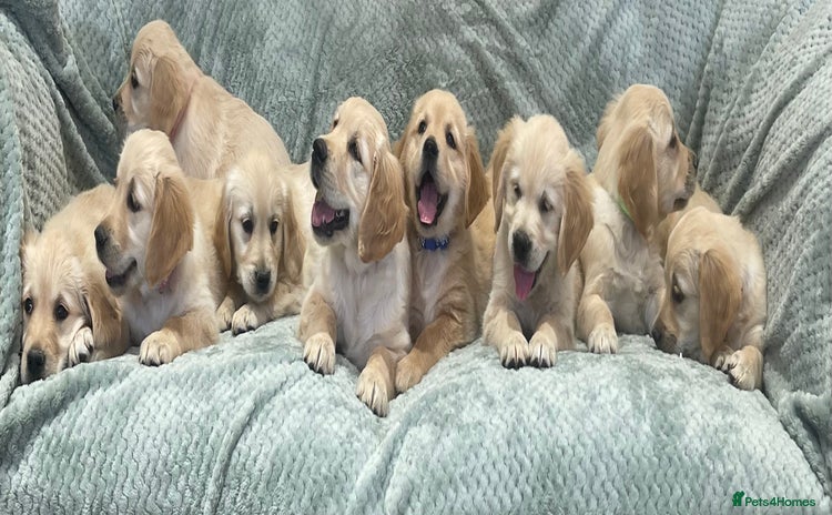 Golden Retriever dogs - Advert 4