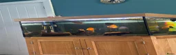 Discus fish for sale: Discus  in Stockport - Advert 5