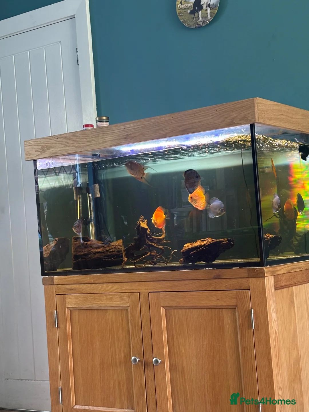 Discus fish for sale: Discus  in Stockport - Advert 5