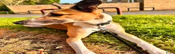 Mixed Breed dogs for sale: 4 year old male border collie x greyhound in Washington - Advert 3