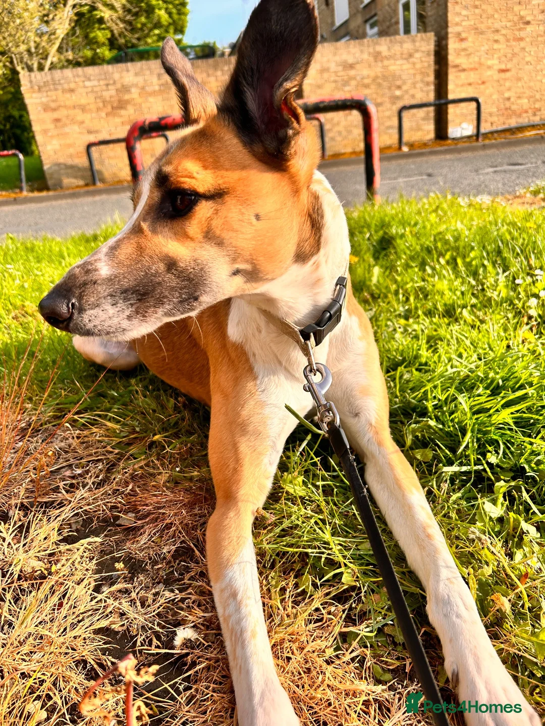 Mixed Breed dogs for sale: 4 year old male border collie x greyhound in Washington - Advert 3