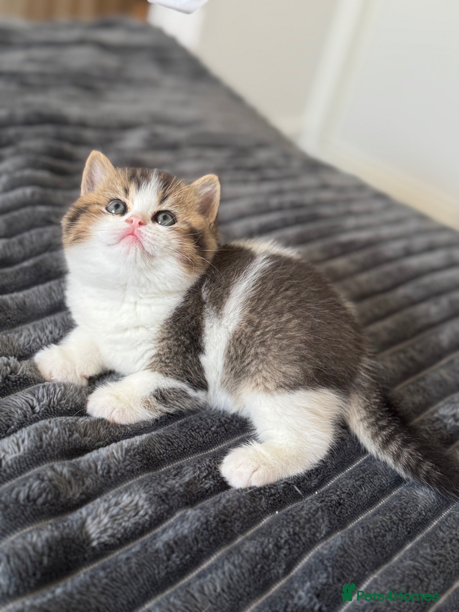 British Shorthair cats Beautiful Tica reg tabby bi colour boy left  - Advert 2