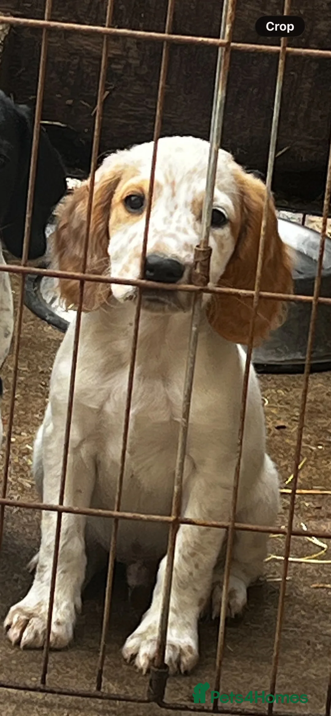 Cocker Spaniel dogs for sale: KC registered working cocker spaniel boy  - Advert 2