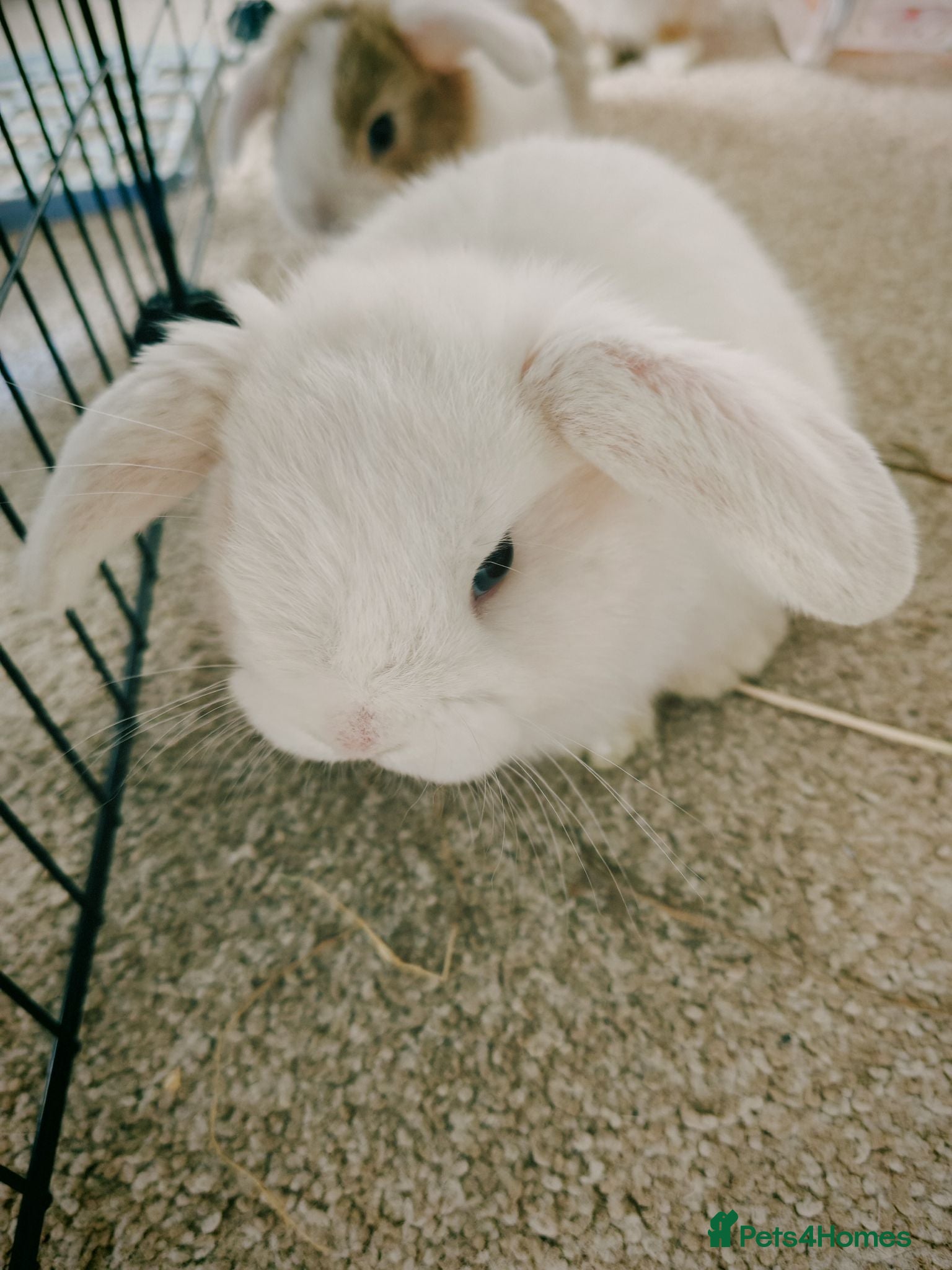 Mini Lop rabbits Lops for sale 2 left (ready 10/09/26) - Advert 4