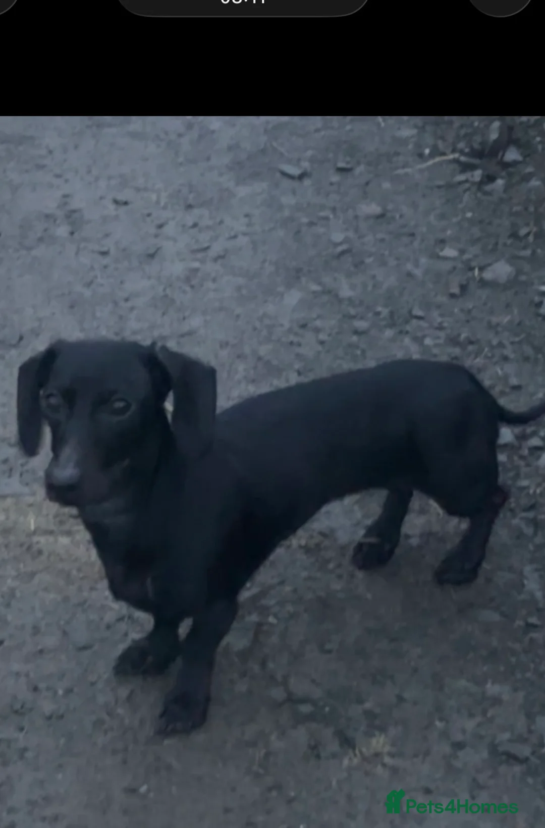 Miniature Dachshund dogs for stud: Looking for stud - Advert 2