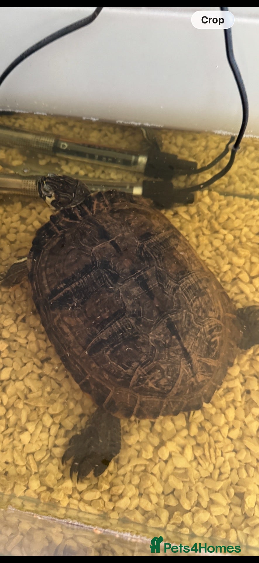 Terrapin reptiles Terrapin  - Advert 2
