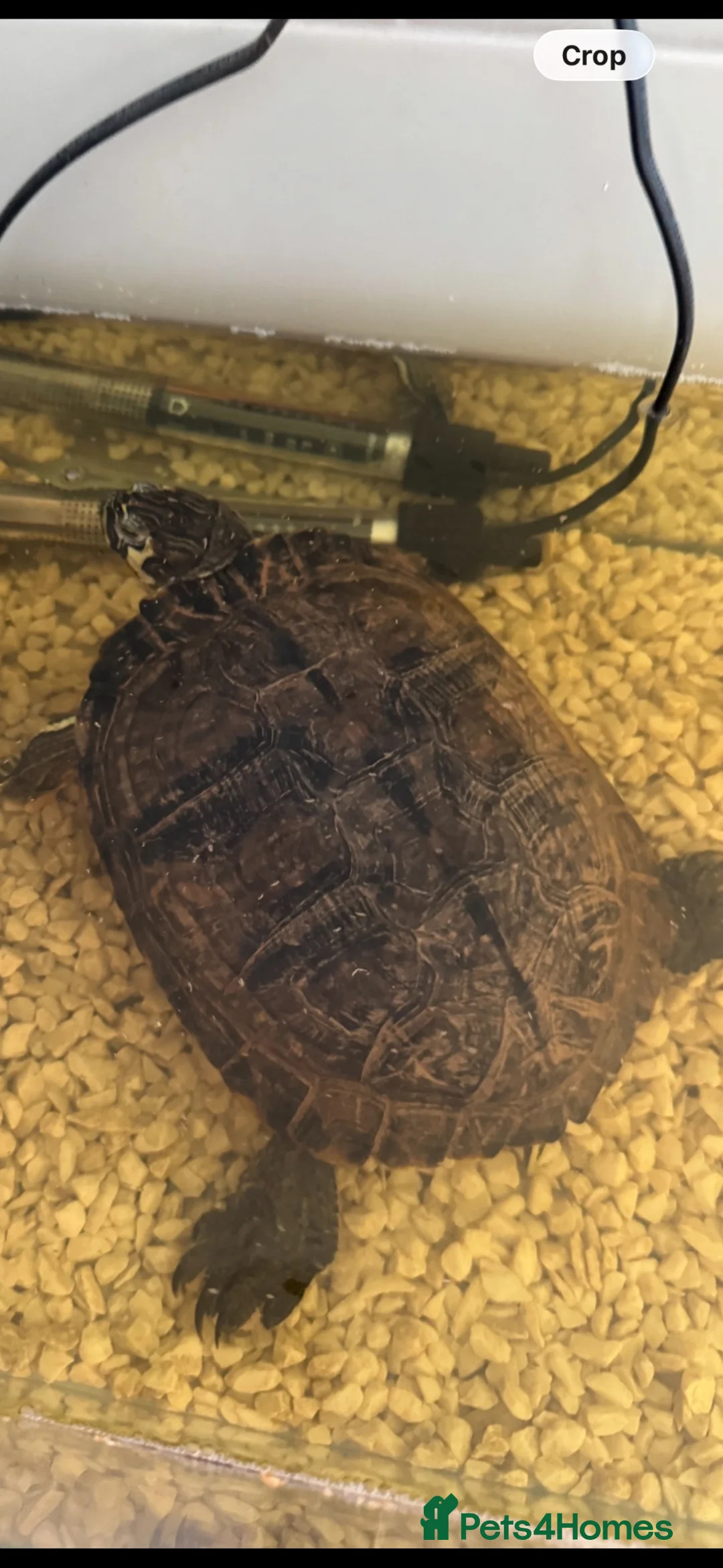 Terrapin reptiles for sale: Terrapin  in Glasgow - Advert 2