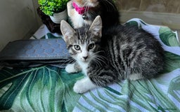 Bengal cats for sale: 2Beautiful kittens Left - Image 16