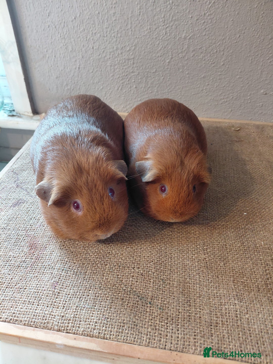 Guinea Pig rodents for sale: PE Golden Sows (other guinea-pigs also available) - Advert 2
