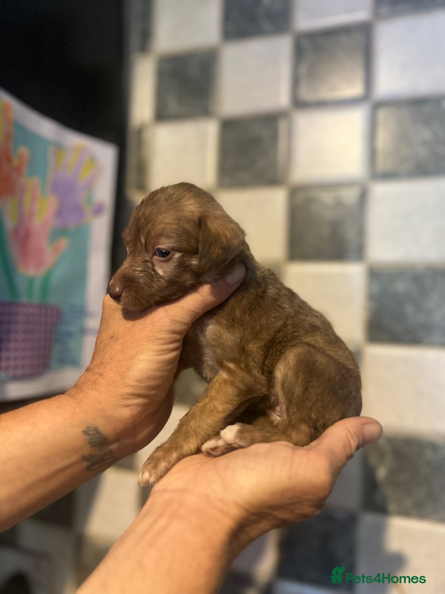 Mixed Breed dogs for sale: 11 gorgeous bedlington whippet pups  - Advert 4