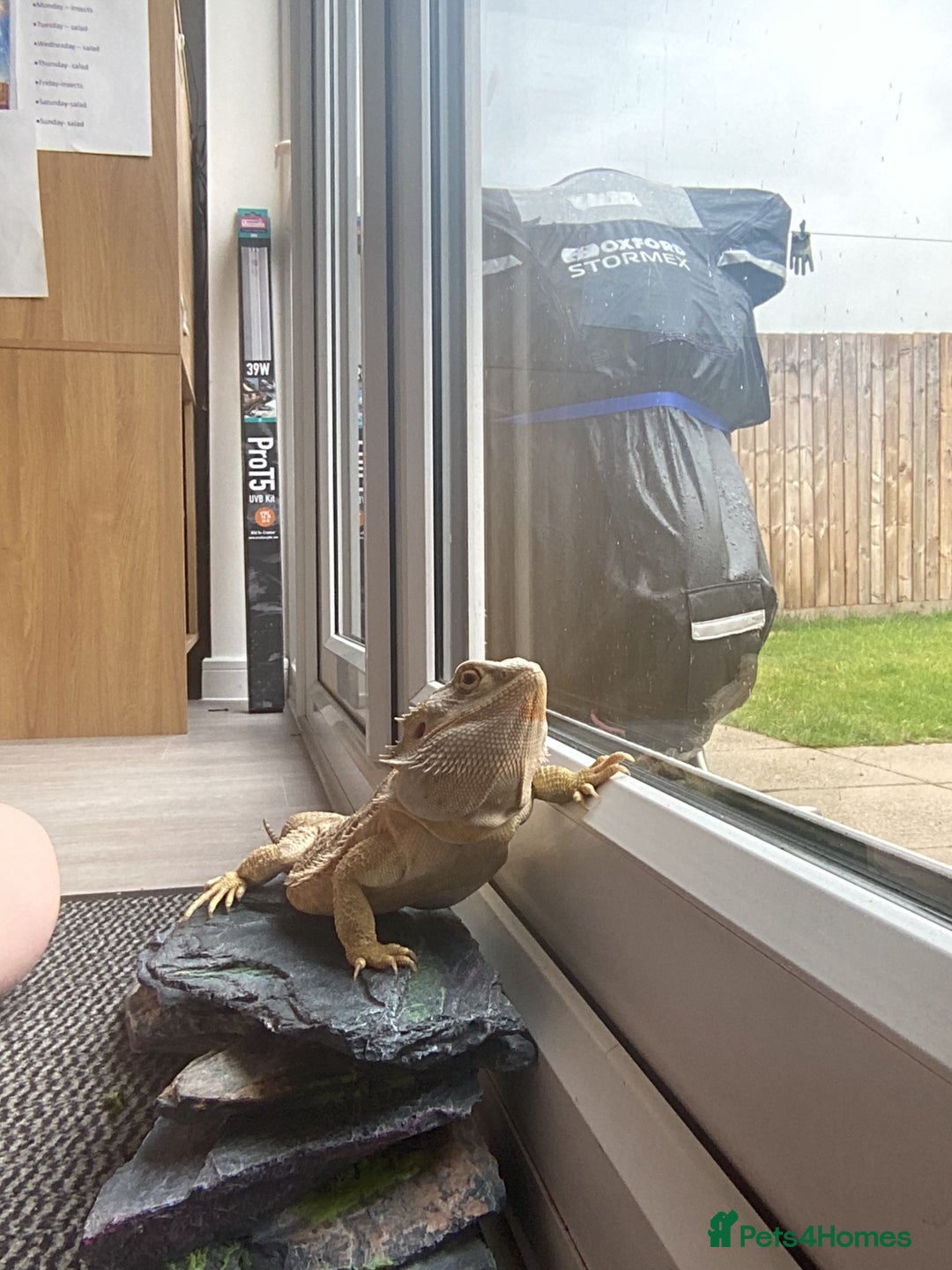 Bearded Dragon reptiles for sale: Bearded dragon and full set up  - Image 13
