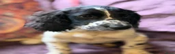 Sprocker dogs for sale: Beautiful Blue Roan Sprocker pups available.  - Advert 5