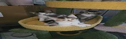 Domestic Shorthair cats for sale: **READY NOW^^* Happy, healthly, friendly kittens  - Advert 5