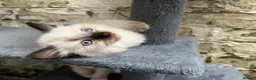 Ragdoll cats for sale: 🐾 Pure Ragdoll Kittens 🐾 - Advert 15