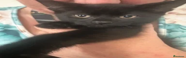 Domestic Shorthair 1