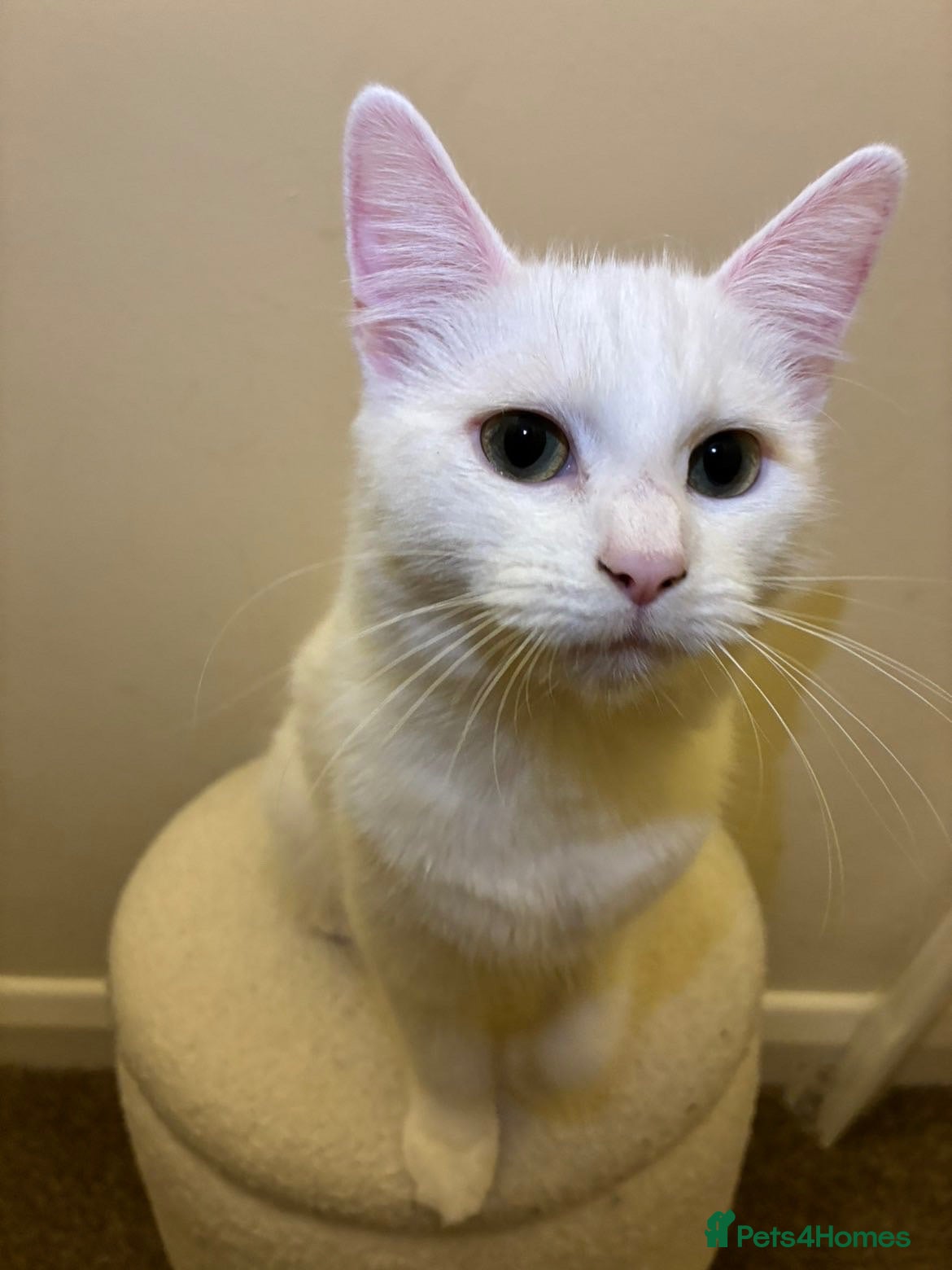 Mixed Breed cats Female cat for sale - Advert 2