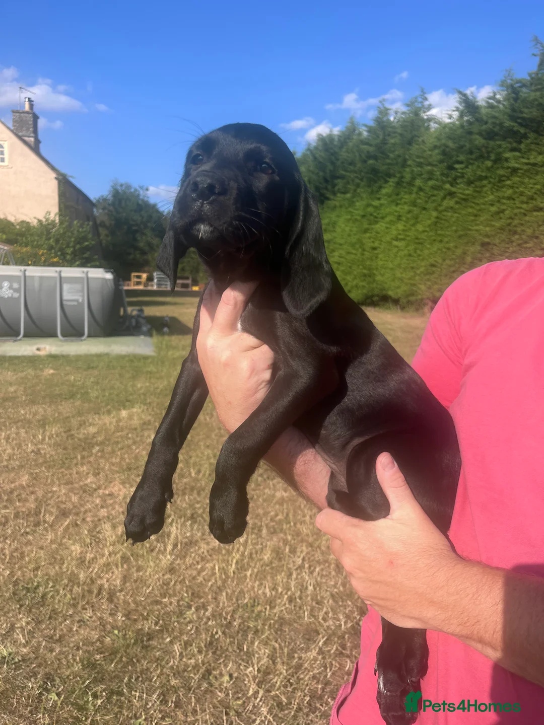 Springador dogs for sale: Springador puos - Advert 2