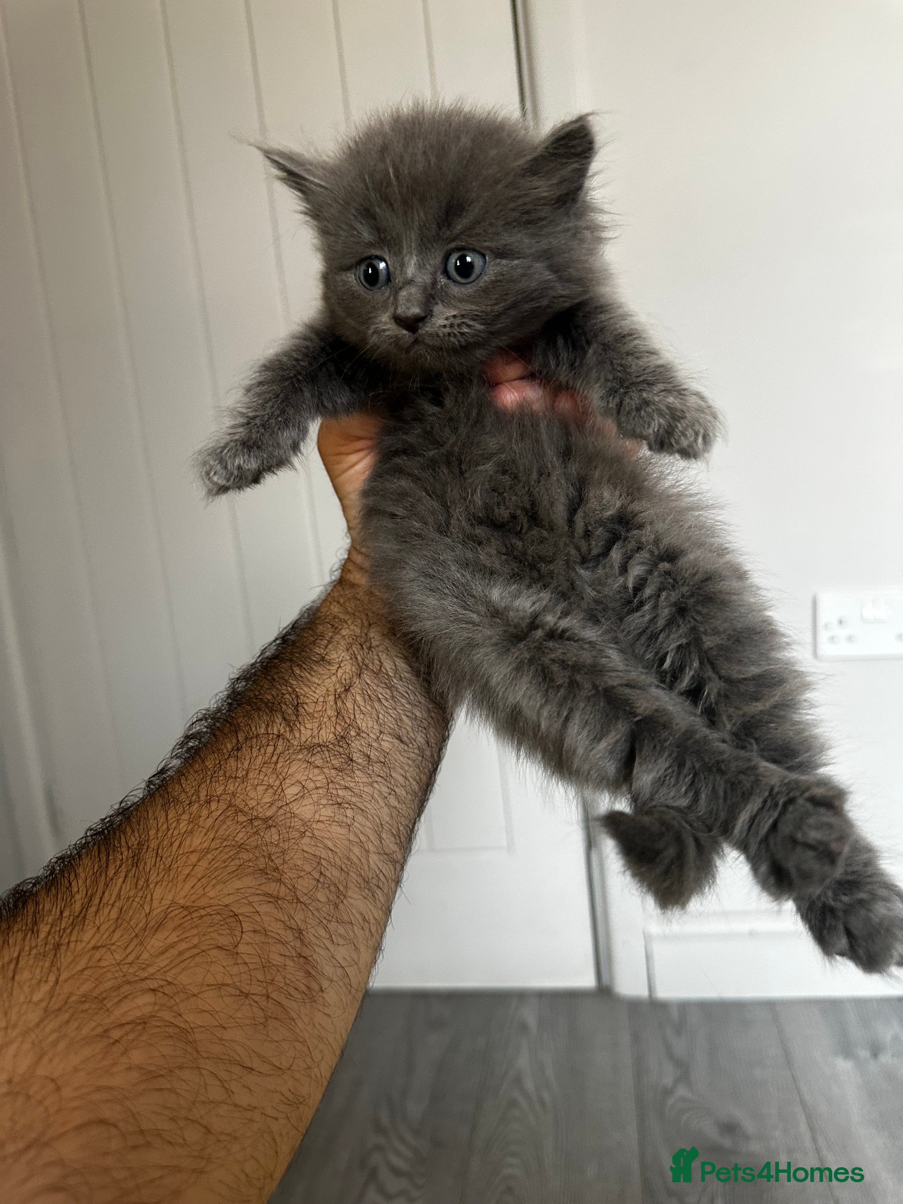 Maine Coon cats Smoky Maincoon female kitten  - Advert 2