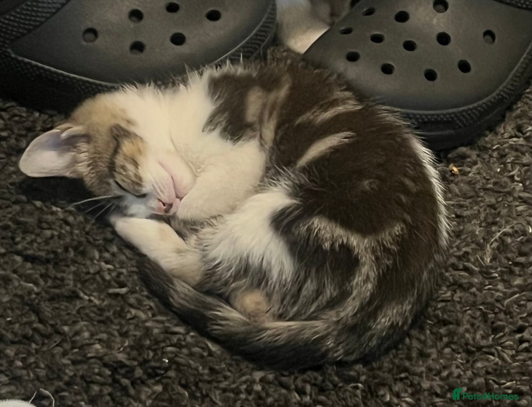 Mixed Breed cats for sale: Handsome boy nearly 9 weeks old ready to go  - Image 3