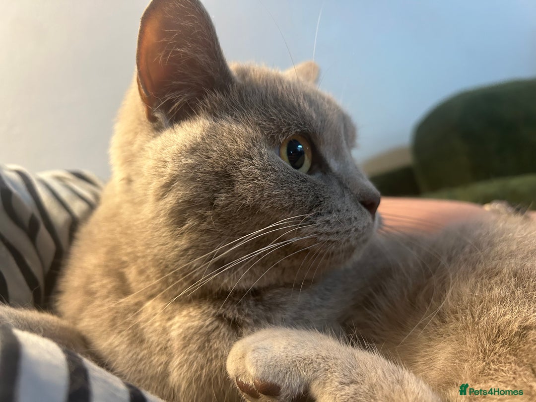 British Shorthair cats for sale: missy! grey british short hair. - Image 8