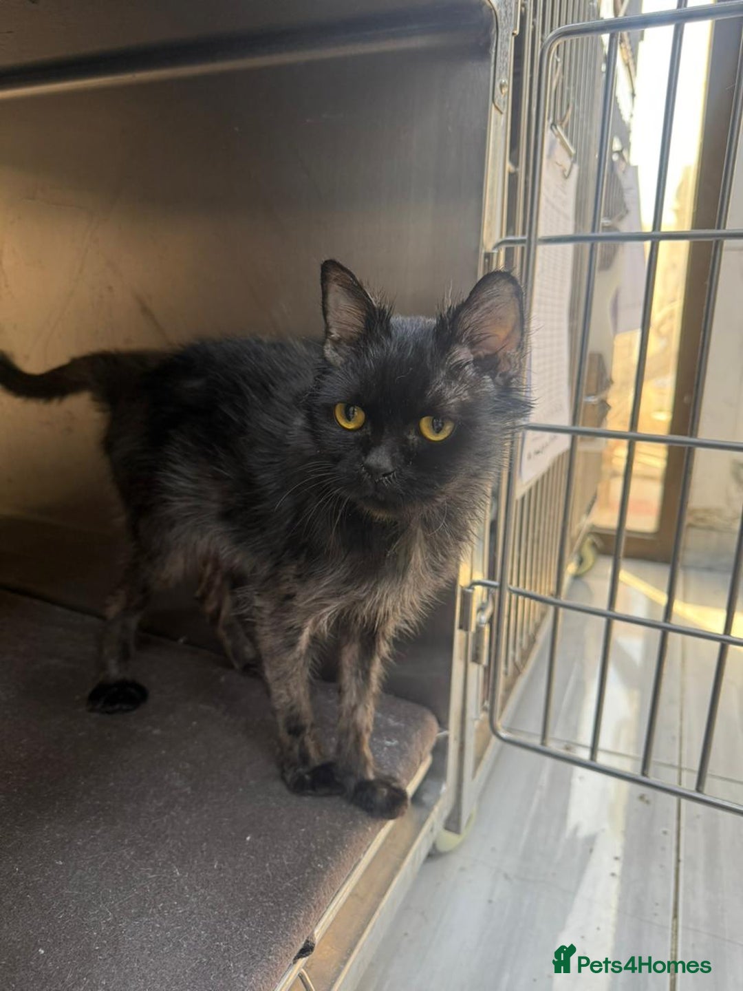 Mixed Breed cats for adoption: PRINCESS HELP ME !! BEEN IN VET CAGE FOR ONE MONTH - Advert 2