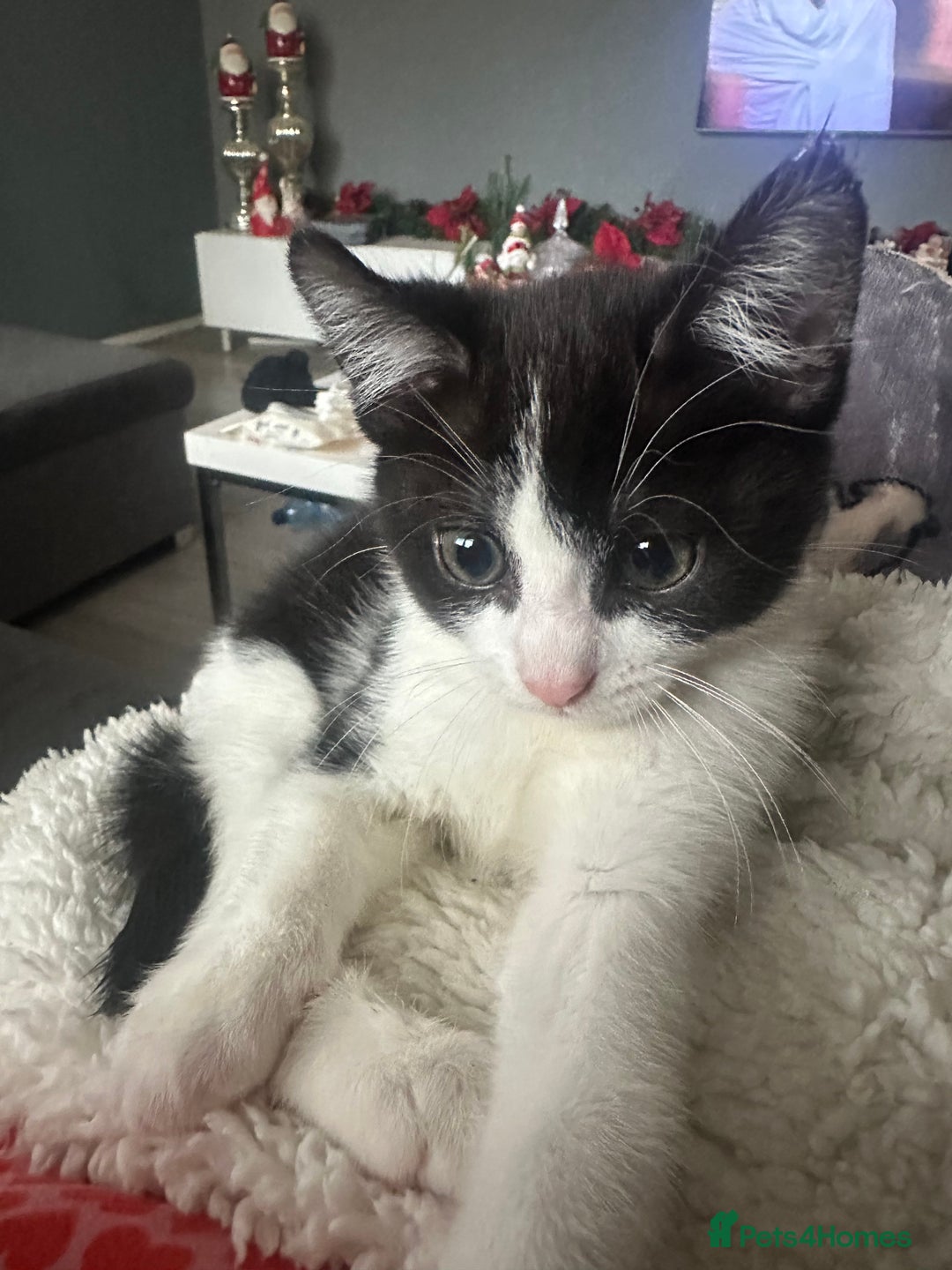 Mixed Breed cats for sale: Baby boy kitten for sale - Advert 9