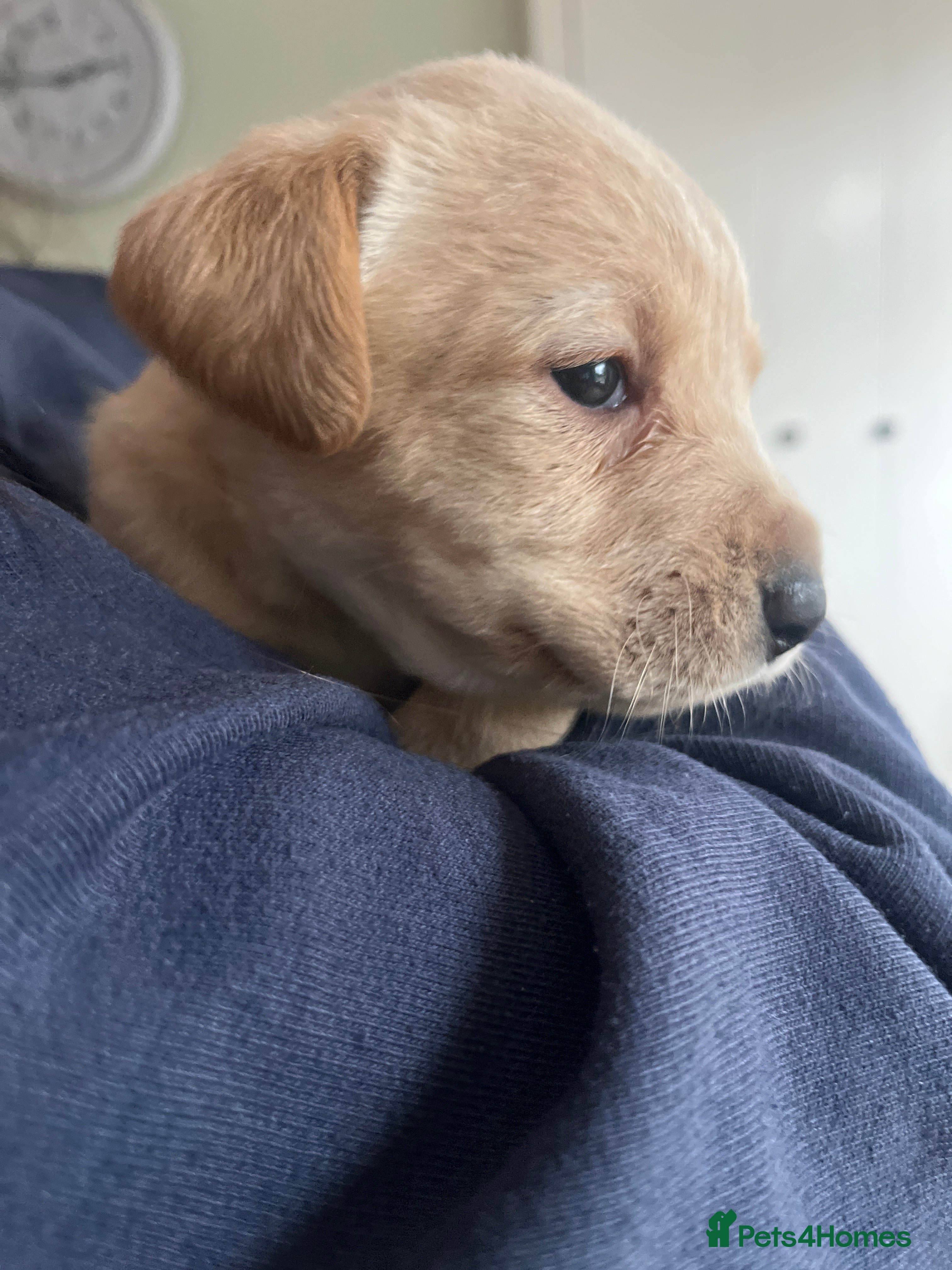 Labrador Retriever dogs Homebred much loved Labrador Puppies  - Advert 2