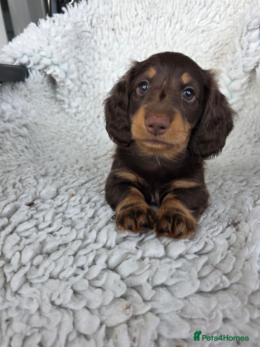 Miniature Dachshund dogs for sale: Stunning miniature longhaired Dachshund pups - Advert 14