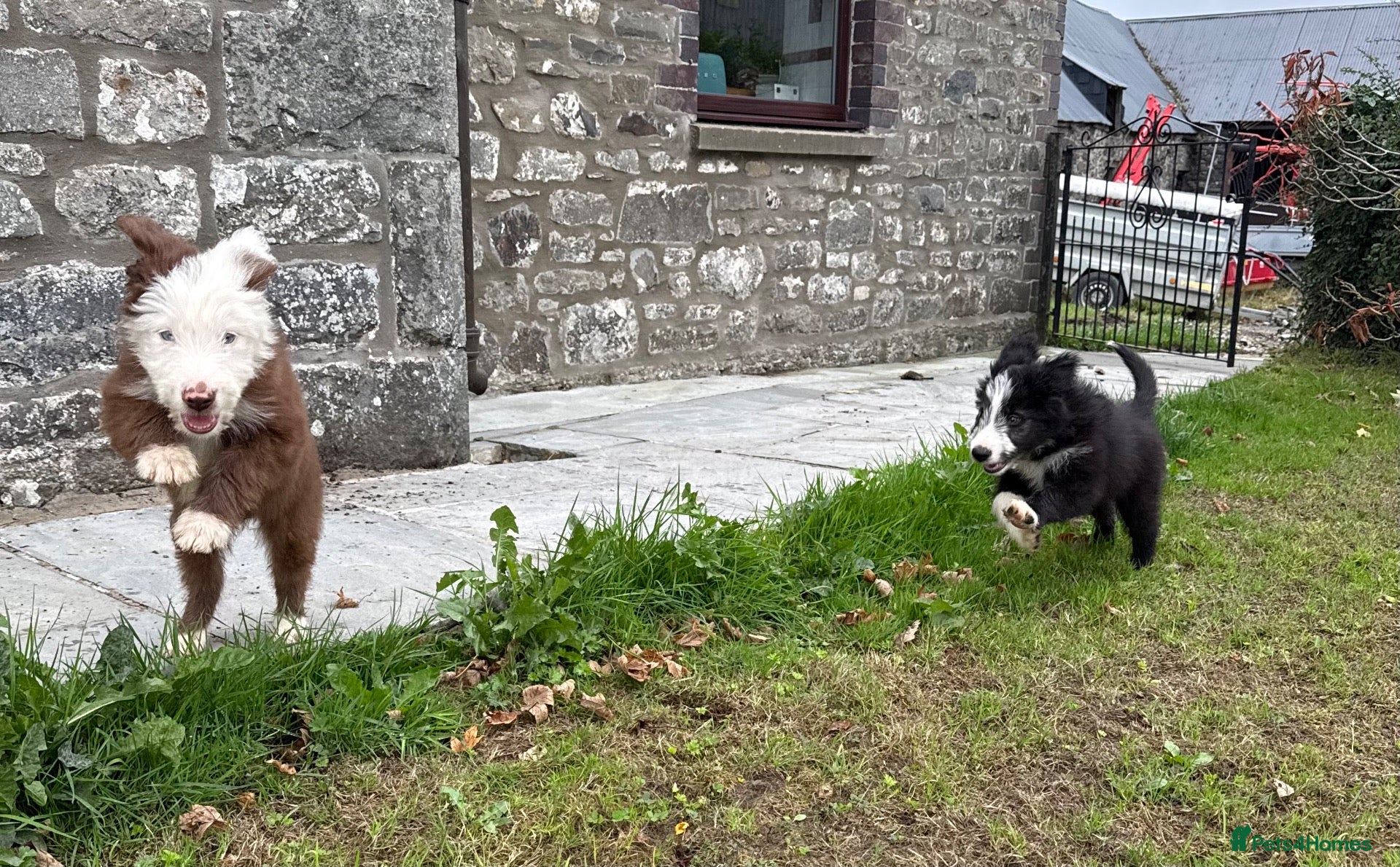 Bearded Collie dogs Two beautiful beardie pups for sale! - Advert 1