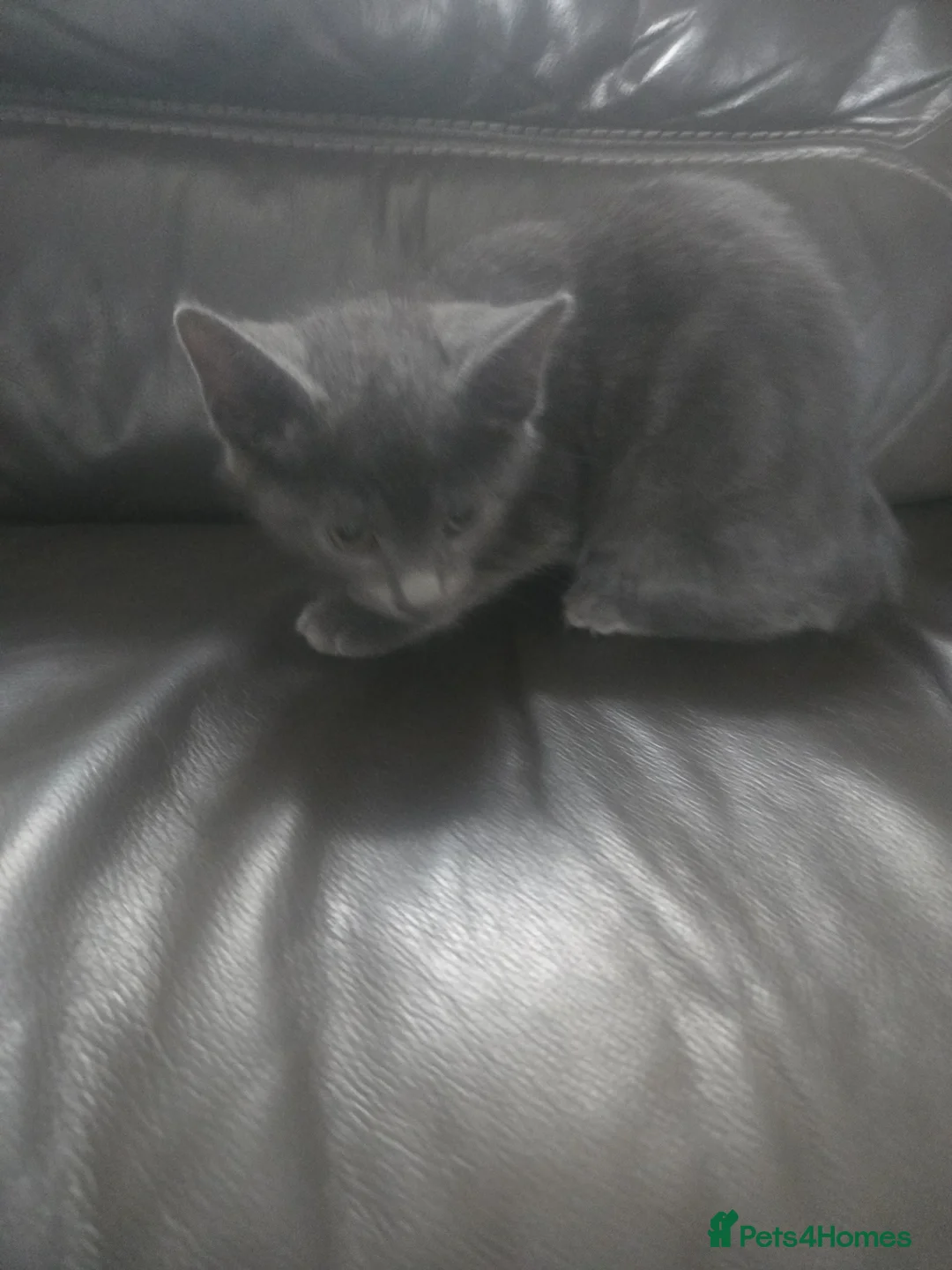 Mixed Breed cats for sale: Grey half ragdoll girl kitten - Advert 2