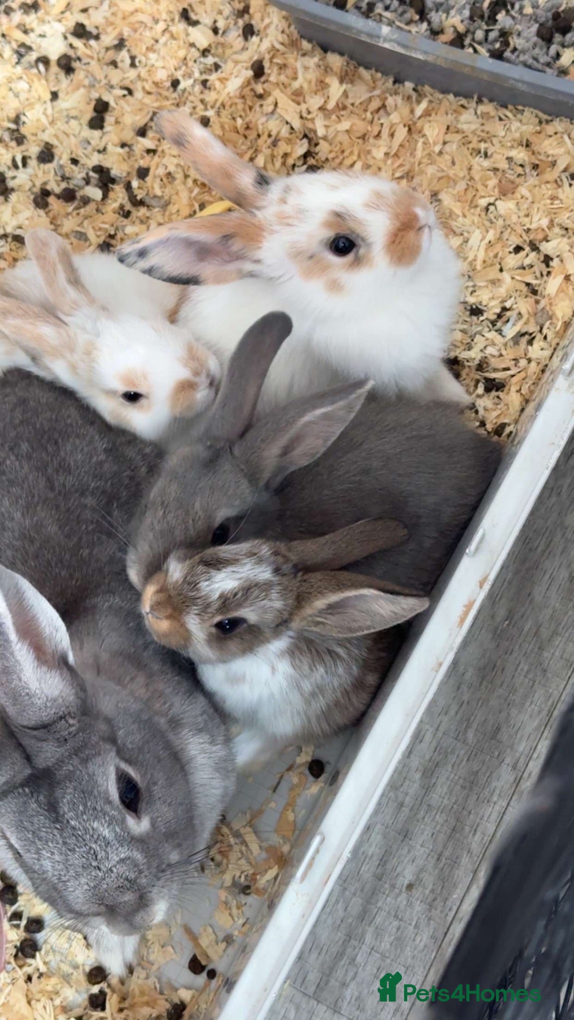 Mixed Breed rabbits 5 beautiful bunnies  - Advert 1